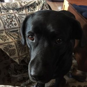 Meet your Posher, Robin